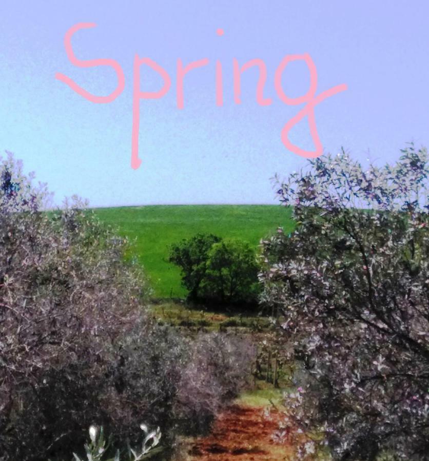 Agriturismo Il Cantiniere グロッセート エクステリア 写真
